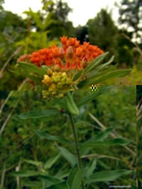 butterfly weed flower picture, orange milkweed, pleurisy root