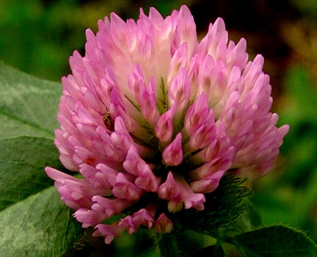 red clover flower picture