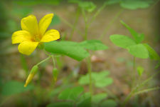 Yellow wood sorrel  - dainty yellow flower with five petals and shamrock shaped leaves