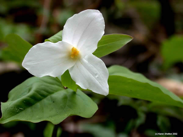 white trillium flower picture