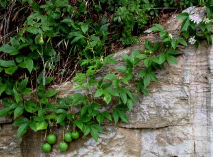 passionflower vine with fruit hanging from rock cliff
