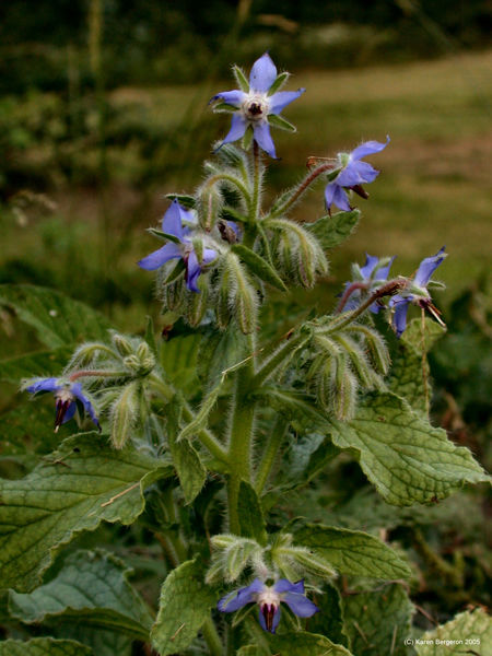Borage blue star shaped flour with rough leaves