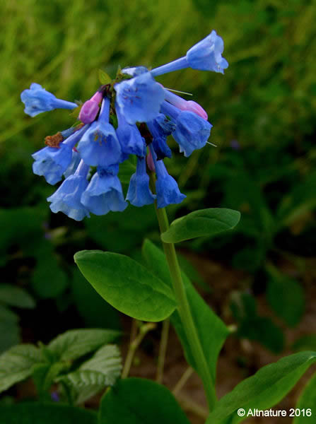 Virginia Bluebells flower picture