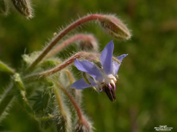 borage borago officinalis flower herb picture