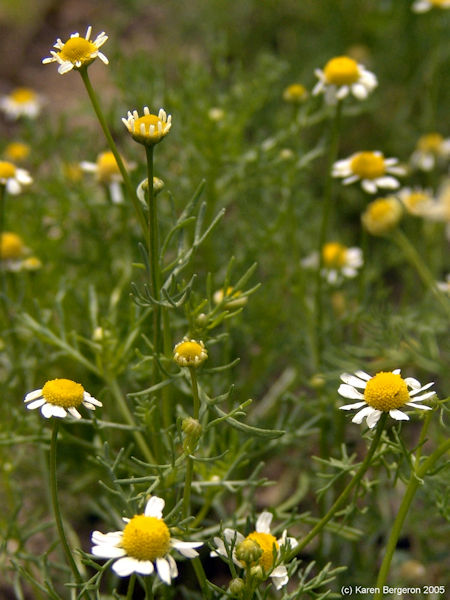 chamomile herb flowers growing in garden