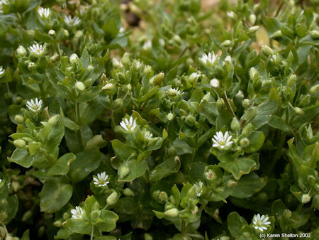 chickweed growing wild picture