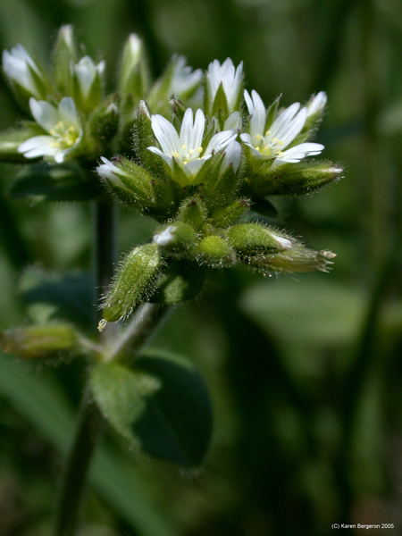 chickweed herb flower close-up