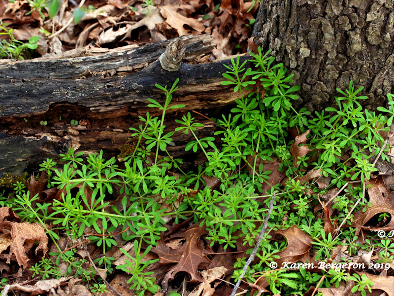 Cleavers plants growing at the base of a tree