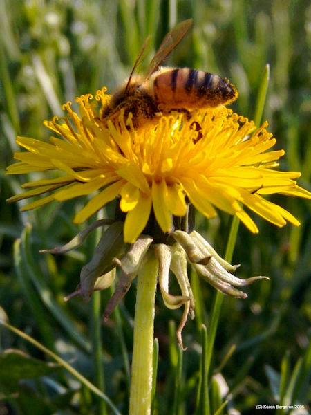 dandelion flower with bee