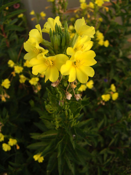 Evening Primrose herb Oenothera biennsis picture