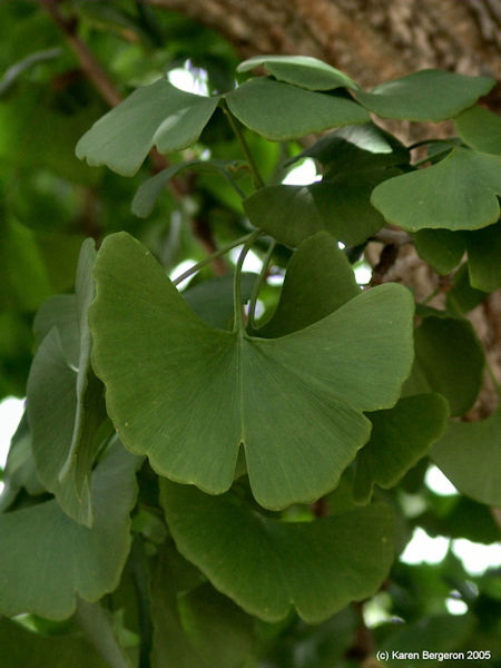 picture closeup of Ginkgo Biloba Leaf