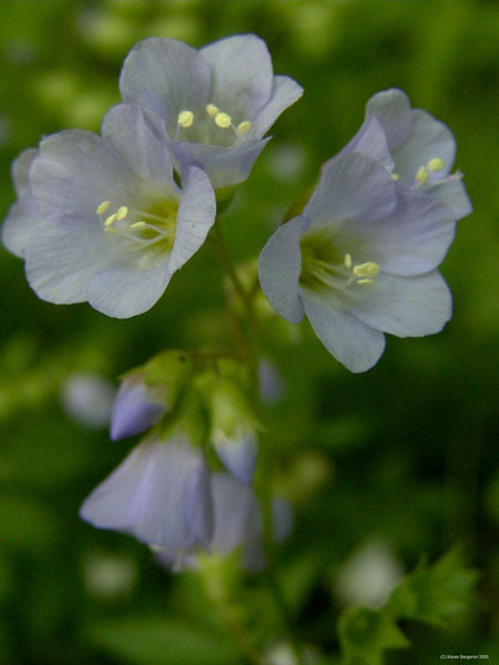 greek valerian Polemonium reptans wildflower picture