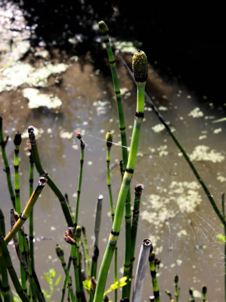 Horsetail herb growing on a creek in Illinois