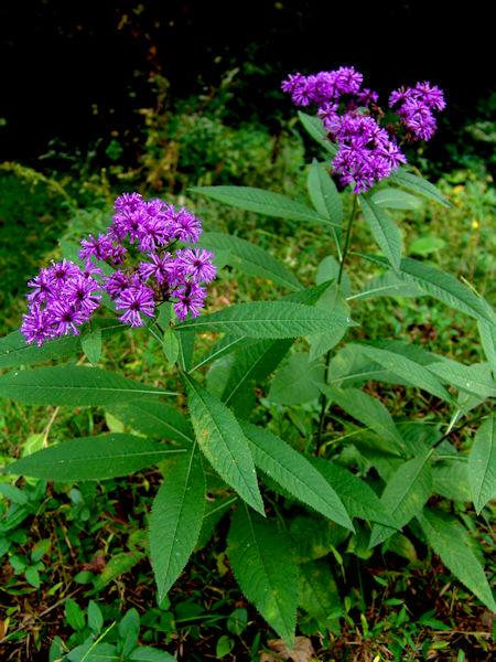ironweed picture tall maroon flower Veronia glauca picture
