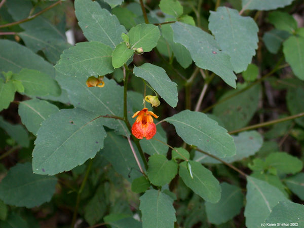 jewelweed Impatiens capensis poison ivy cure herb picture