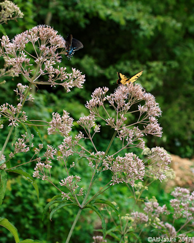 Joe Pye Weed plant picture with butterflies