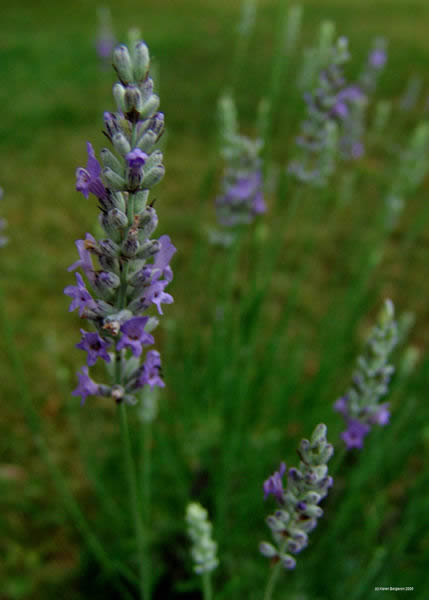 Lavender herb plant purple flower spikes