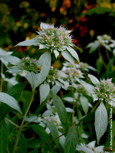 Mountain Mint picture wild herb, Pyncanthemum incanum  picture