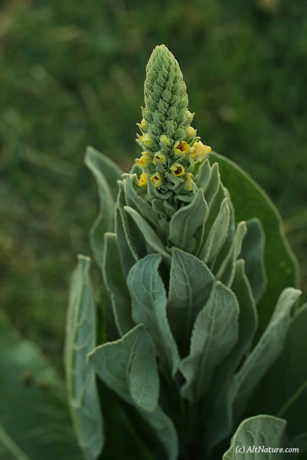 mullein herb Verbascum Thapsus  picture