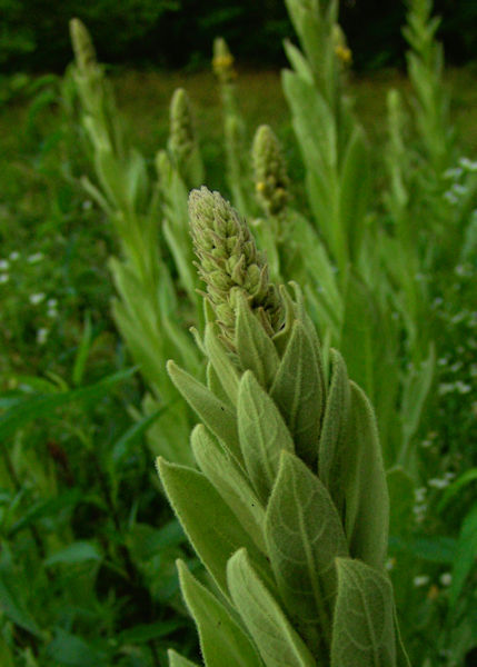 Mullein Herb Plants growing wild in field
