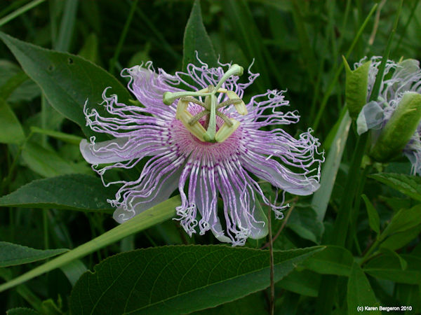 Purple Passionflower picture in Tennessee hayfield