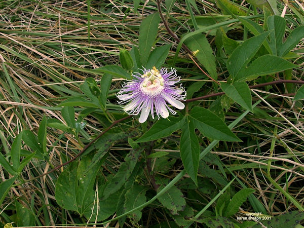 passionflower herb Pasiflora incarnata picture