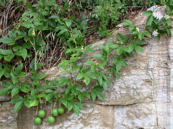 passionflower fruit pasiflora incarnata plant picture