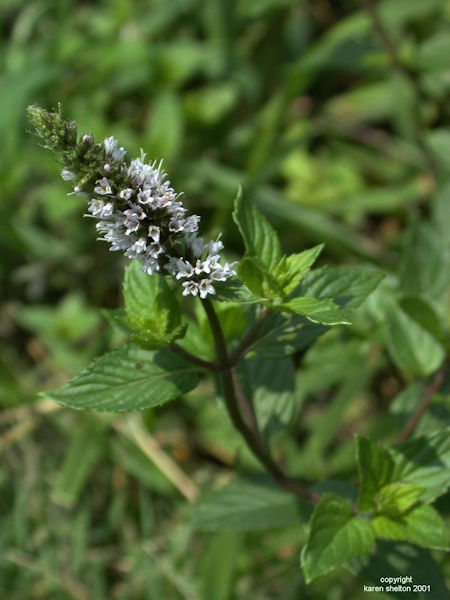 peppermint herb Mentha piperita plant picture