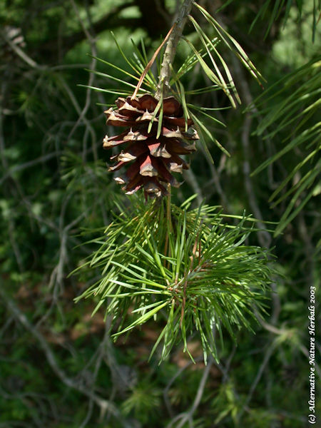 pine tree medicinal plant picture