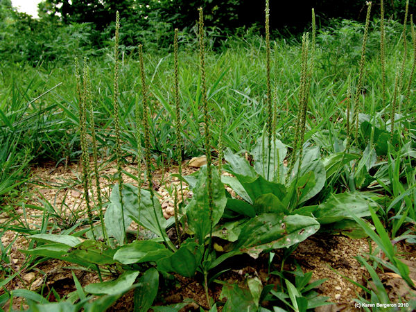 plantain herb found on lawns plantago major plant