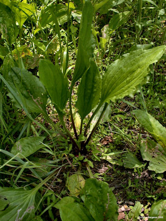 Plantain, Plantago major, basal leaves with parallel leaf veins picture