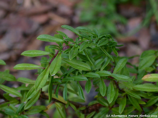Savory herb picture Satureia spp.