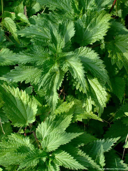 Herb picture Stinging nettle Urtica dioica