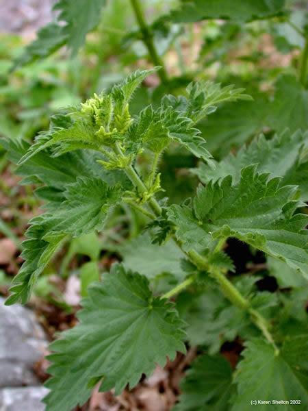 Stinging nettle herb plant growing by creek