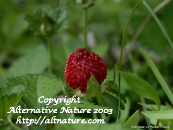 wild strawberry herb Fragaria virginiana picture