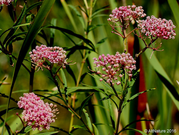 Swamp Milkweed pink flower clusters