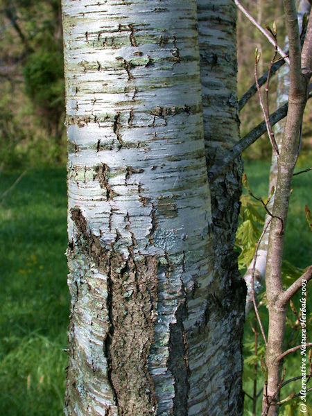 wild cherry tree bark herb picture