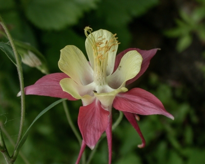 A red and yellow columbine with a delicate, star-shaped flower. 