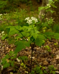 anise root wildflower, cluster of small white flowers and fern like triangular leaves