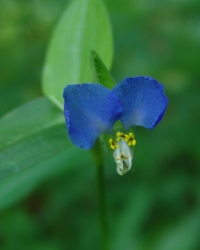 asiactic dayflower has two blue petals set like mouse ears