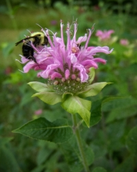 pink bee balm wildflower has tubular petals that remind me of fireworkse