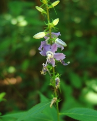 bellflower is a spike of funny looking star shaped blue flowers that only bloom one or two at a time