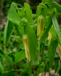 droopy yellow flowers that looks like they are hanging their head of petals that twist into a tubular shape, medium sized perfoliate leaves