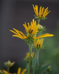 black eyed susan wildflower with brown center and yellow daisy like petals 