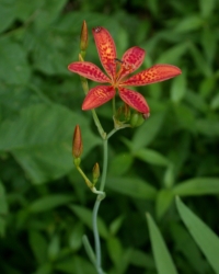 Blackberry lily wildflower, a wild lily with spotted orange petals  