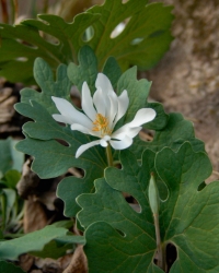 Bloodroot is a tiny white wildflower with unusual shaped leaves that blooms in early spring.