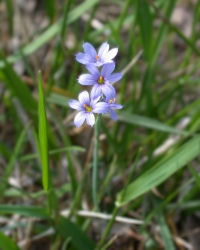 blue eyed grass wildflower has blue flowers that grow at the top of a grass like stem