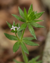 blue field matter is really tiny with blue flowers and whorled leaves