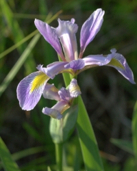 wild iris has blue to purple petals that are thinner than domestiated irises