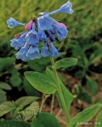 bluebells wildflower has bell shaped flowers that grow in clusters